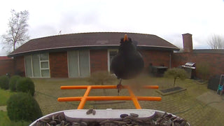 Krmítko pro ptáky s kamerou a umělým rozpoznáváním ptáků pro zahradu