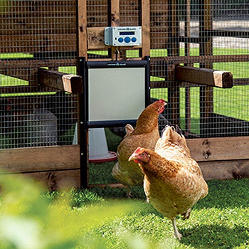 Właz do kurników - Chicken Guard